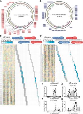 Harnessing accurate mitochondrial DNA base editing mediated by DdCBEs in a predictable manner